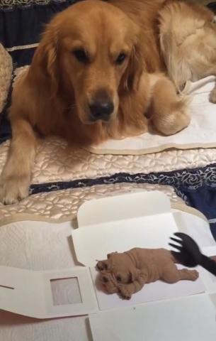 网红吃瓜狗,揭秘娱乐圈幕后真相